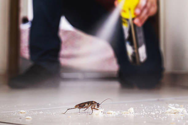 Best Wasp Removal Services  in Harvey, IL