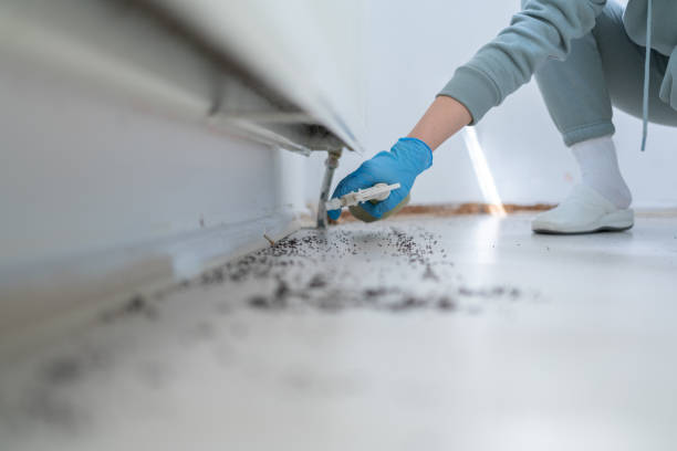 Best Pest Prevention Services  in Harvey, IL